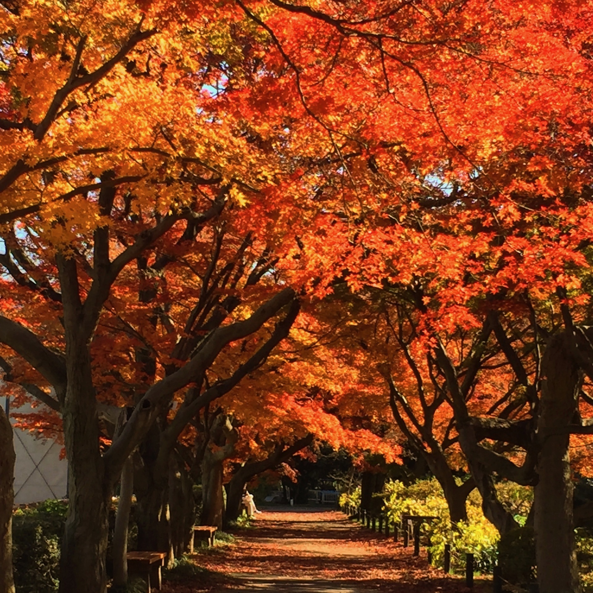 小石川植物園 カエデ並木の紅葉がきれいです つきこの日記